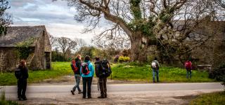 ballade devant arbre