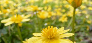 fleur jaune